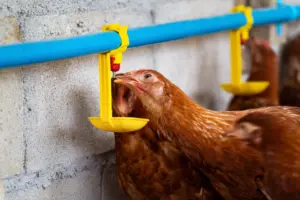 gallinas bebiendo agua de un bebedero