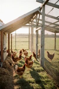 imagen-corral-gallinas