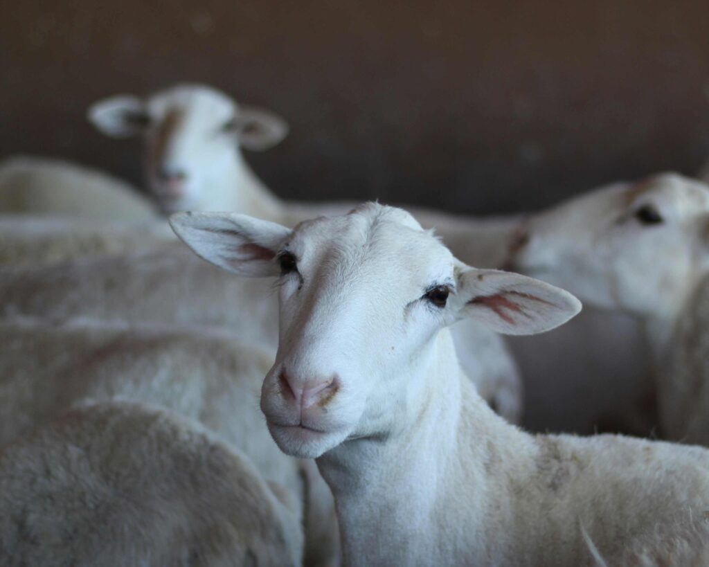 corral de ovejas. oveja mirando a cámara. primer plano.